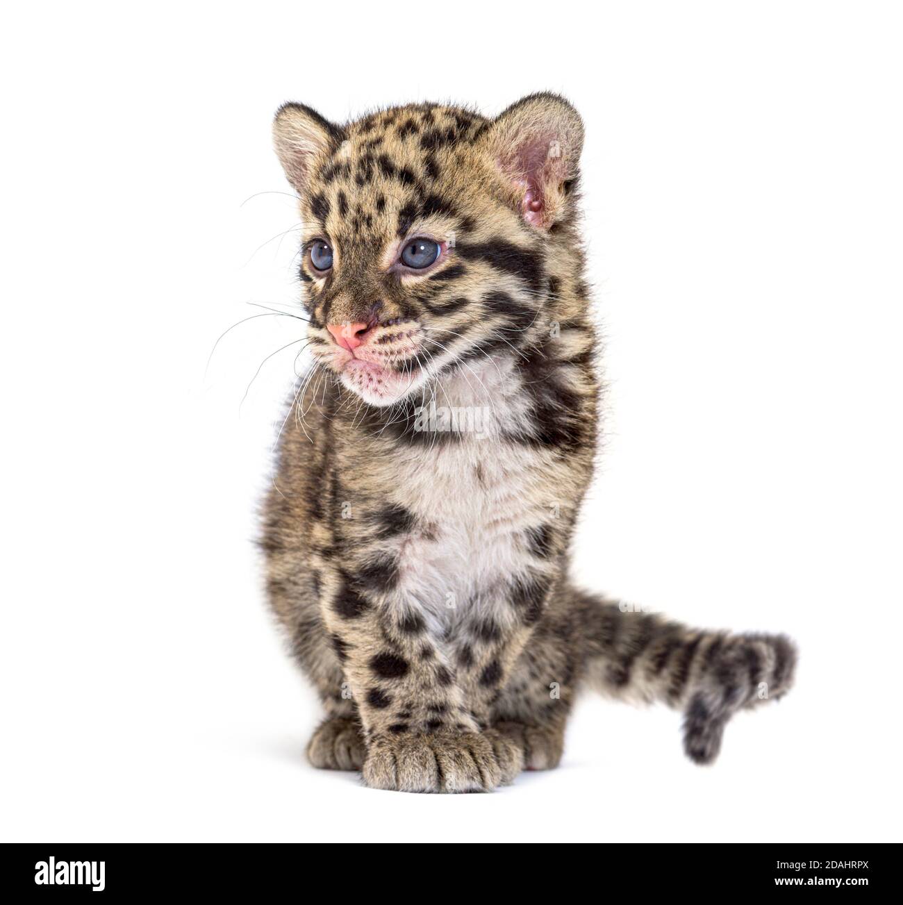 Wolkiger Leopardenjunge, zwei Monate alt, Neofelis nebulosa, isoliert auf Weiß Stockfoto
