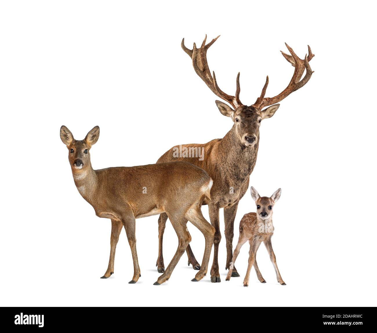 Familie von Schilf lieber. Männchen, Keh und Rehkitz, isoliert auf Weiß Stockfoto