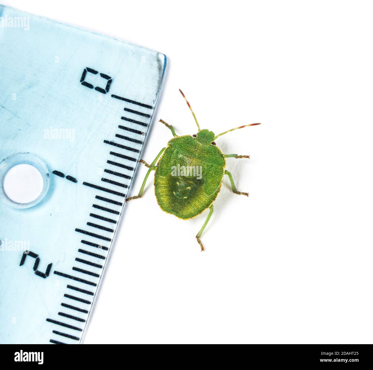 Endstadium Nymphe eines Green Shield Bug, Insekt Stockfoto