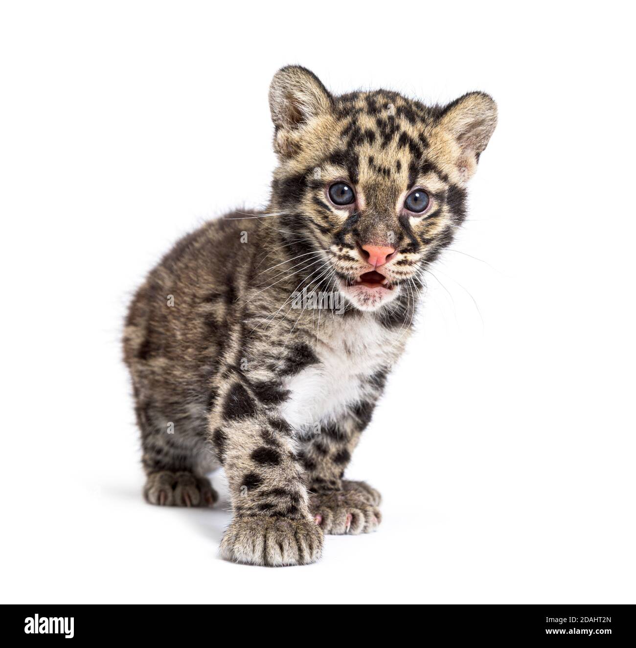 Wolkiger Leopardenjunge, zwei Monate alt, Neofelis nebulosa, isoliert auf Weiß Stockfoto