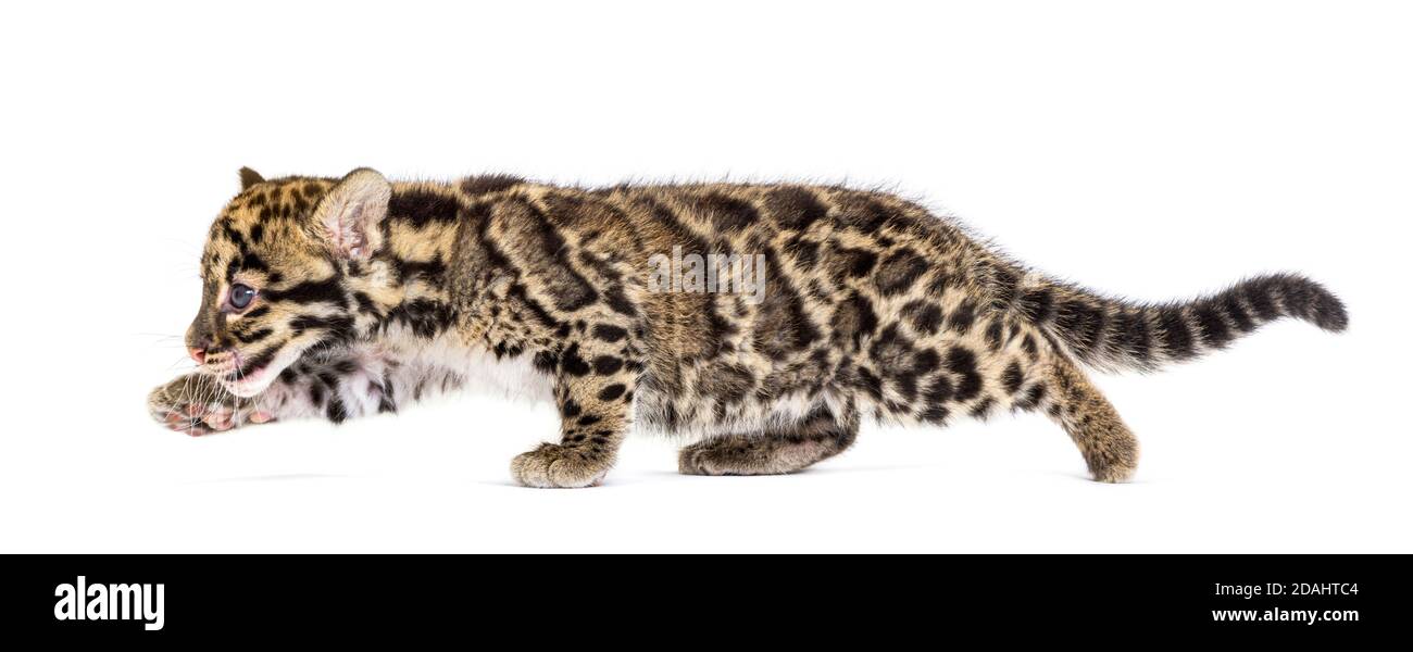 Wolkiger Leopardenjunge, zwei Monate alt, Neofelis nebulosa, isoliert auf Weiß Stockfoto