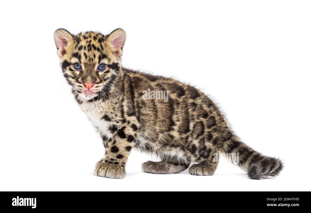 Wolkiger Leopardenjunge, zwei Monate alt, Neofelis nebulosa, isoliert auf Weiß Stockfoto