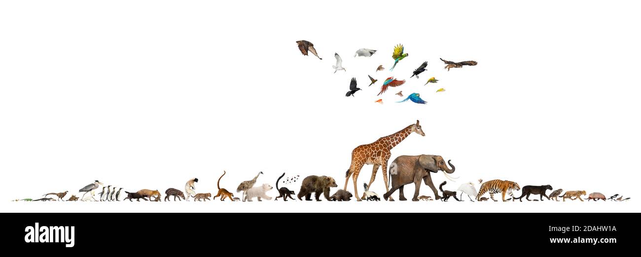 Gruppe von vielen Tieren, die fliehen, in einer Reihe, isoliert Stockfoto