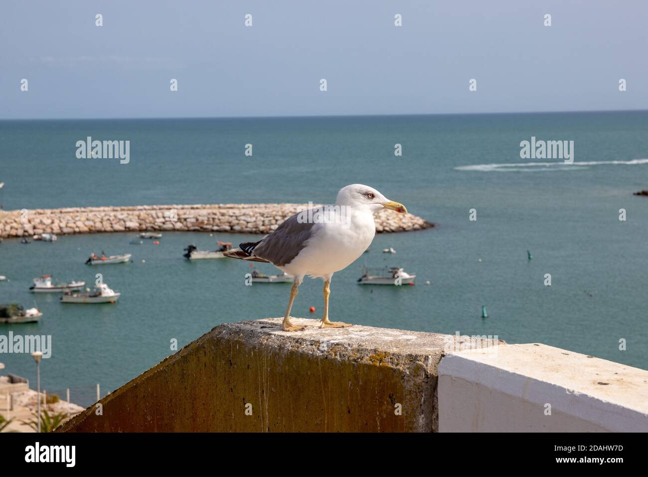 Selektiver Fokus auf eine europäische Heringsmöwe (Larus argentatus) an einer Wand an der Algarve-Küste in Portugal. Sie ist die bekannteste aller Möwen entlang des Shors Stockfoto