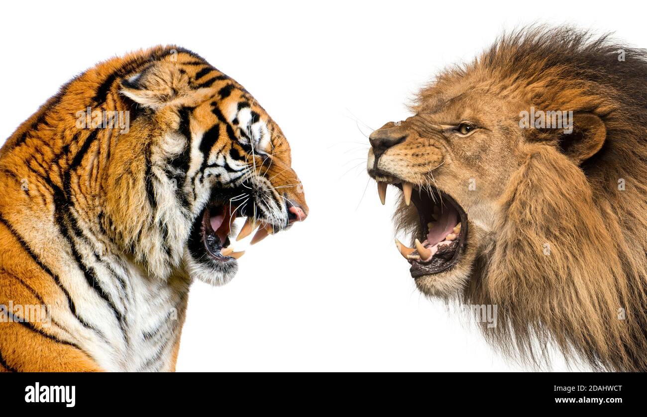 Seitenansicht eines Löwen und eines kampfbereit brüllenden Tigers, isoliert auf Weiß Stockfoto