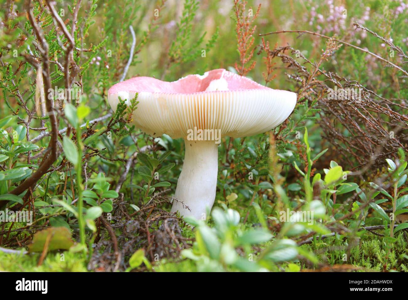Nahaufnahme eines fettigen grünen, brittlegill Pilzes, der auf wächst Der Waldboden Stockfoto