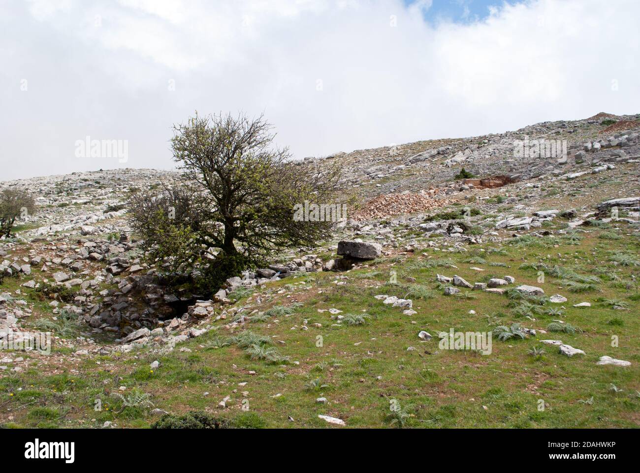 Karge felsige Berglandschaft mit einsamen Baum Stockfoto