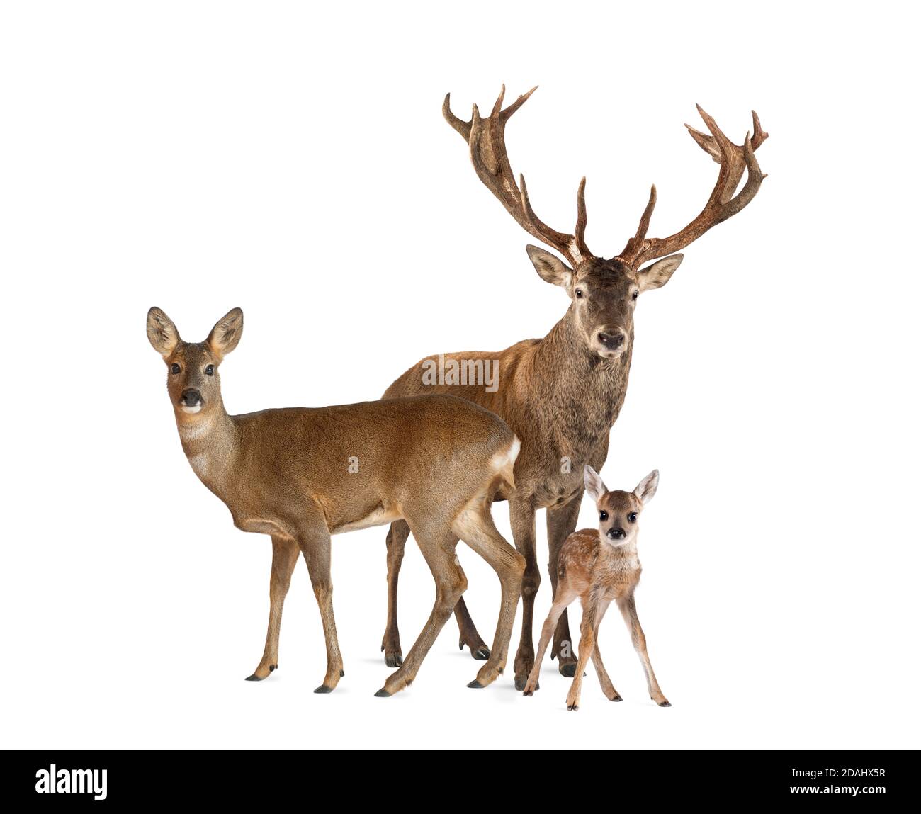 Familie von Schilf lieber. Männchen, Keh und Rehkitz, isoliert auf Weiß Stockfoto