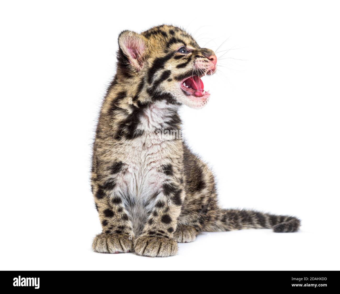 Wolkiger Leopardenjunge, zwei Monate alt, Neofelis nebulosa, isoliert auf Weiß Stockfoto
