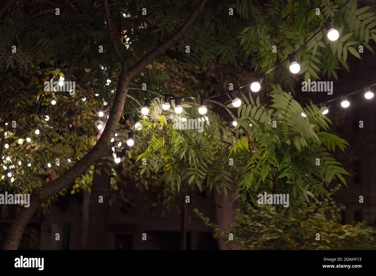 Hinterhofbeleuchtung, Licht im Abendgarten, elektrische Laternen mit rundem  Diffusor. Lampe Girlande der Glühbirnen auf einem Baum Zweig unter der  Stockfotografie - Alamy