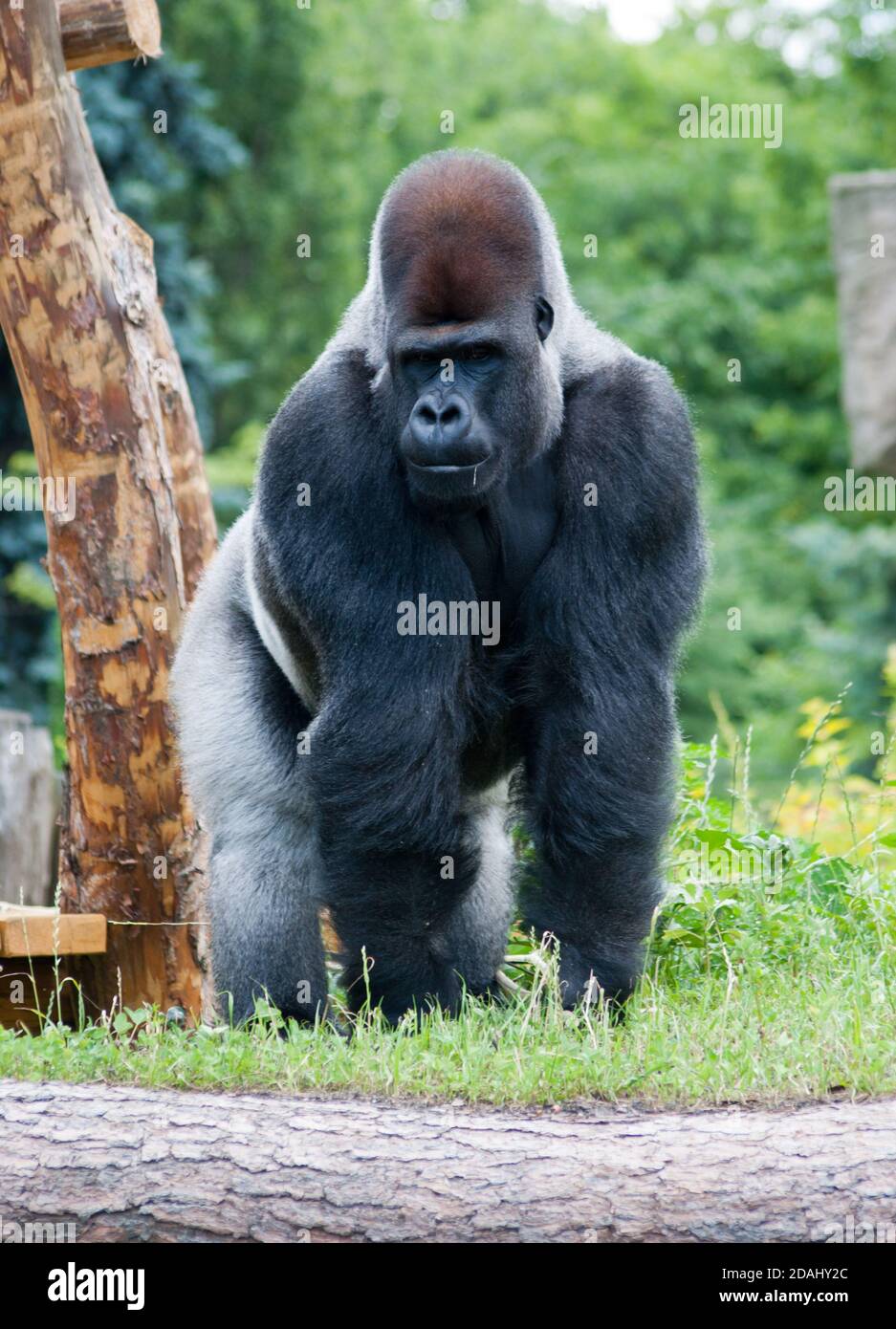Männlicher großer silberner Gorilla, der auf dem Gras steht Stockfoto