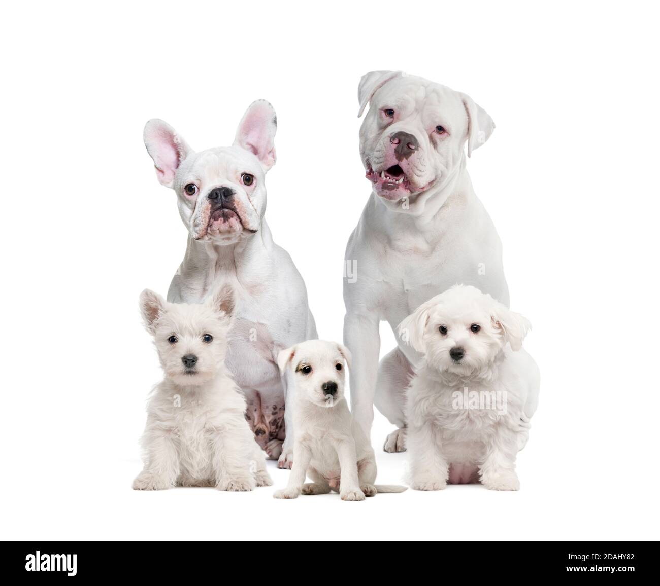 Gruppe von weißen Hunden isoliert Stockfoto