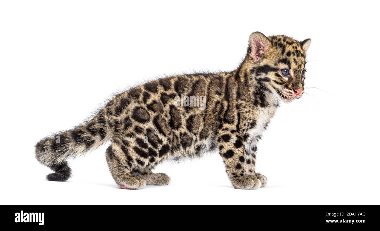 Wolkiger Leopardenjunge, zwei Monate alt, Neofelis nebulosa, isoliert auf Weiß Stockfoto