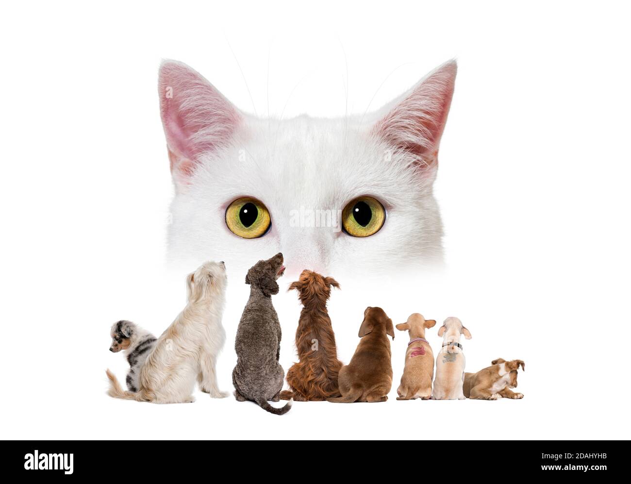 Rückansicht einer Gruppe von Haustieren, die ein großes Aussehen Kat Stockfoto