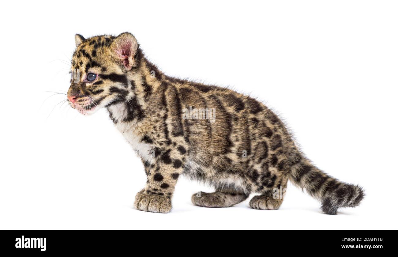 Wolkiger Leopardenjunge, zwei Monate alt, Neofelis nebulosa, isoliert auf Weiß Stockfoto