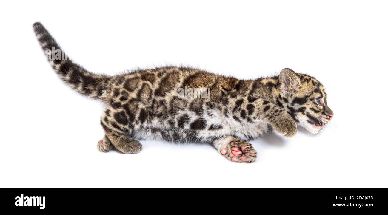 Wolkiger Leopardenjunge, zwei Monate alt, Neofelis nebulosa, isoliert auf Weiß Stockfoto