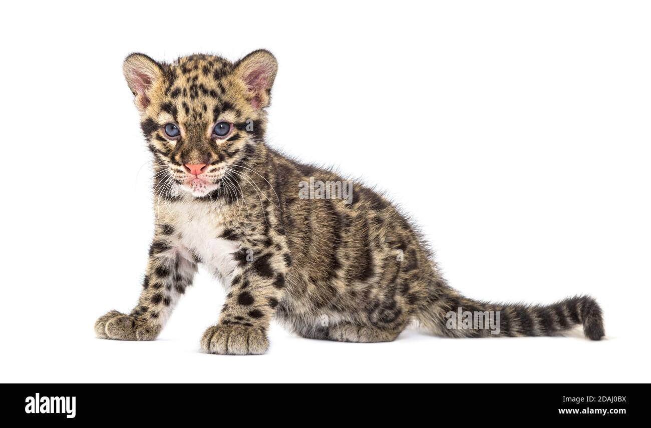 Wolkiger Leopardenjunge, zwei Monate alt, Neofelis nebulosa, isoliert auf Weiß Stockfoto