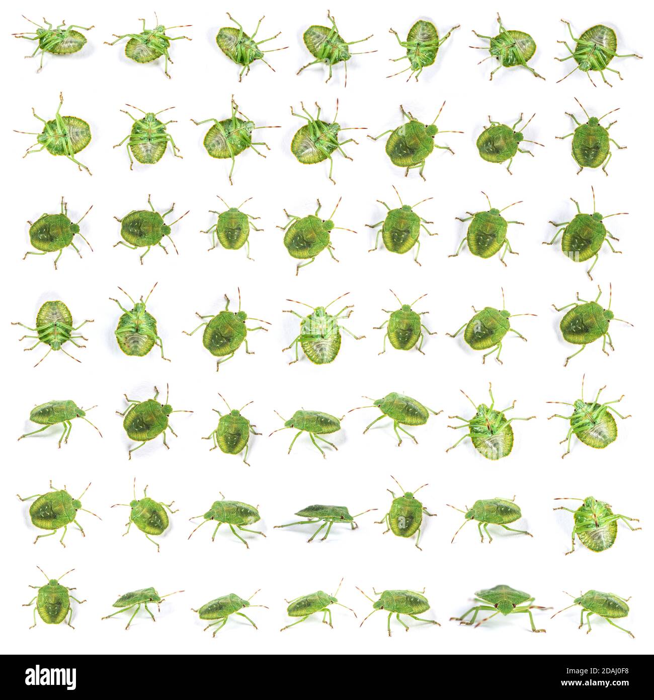 Endstadium Nymphe eines Green Shield Bug, Insekt Stockfoto