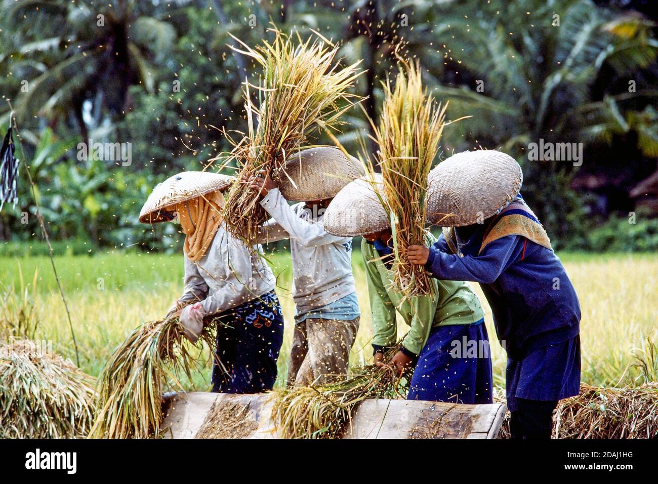 Bali, Indonesien. Frauen unter großen Strohhüten in einem Reisfeld schlagen Reiskörner aus Reisohren Stockfoto