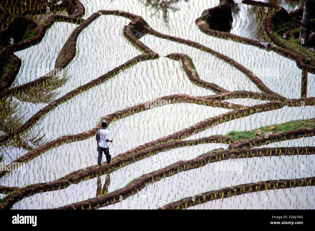 Bewässerte Reisfelder in den Hügeln der Bali-Insel, Indonesien Stockfoto