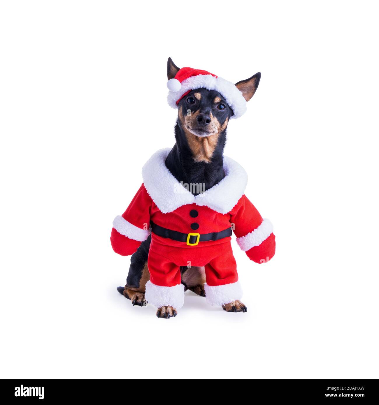 Pinscher Hund Trägt Weihnachtsmann Kostüm Isoliert Auf Weißem Hintergrund. Stockfoto