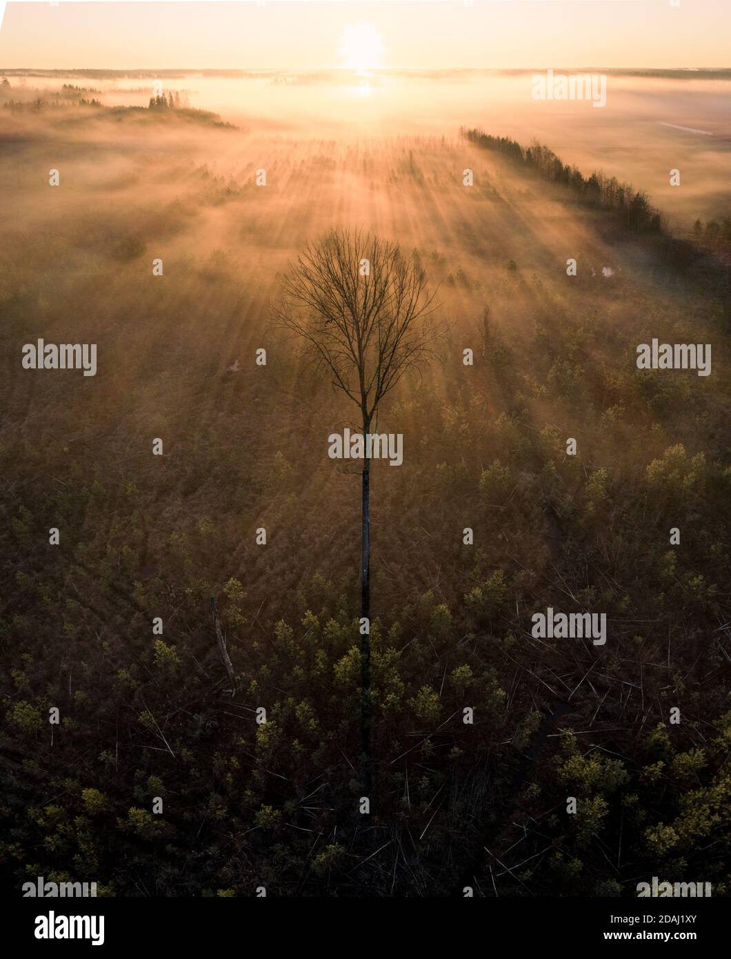High-Angle Luftaufnahme von einsamen Baum gegen goldenen Nebel Und Sonnenstrahlen Stockfoto