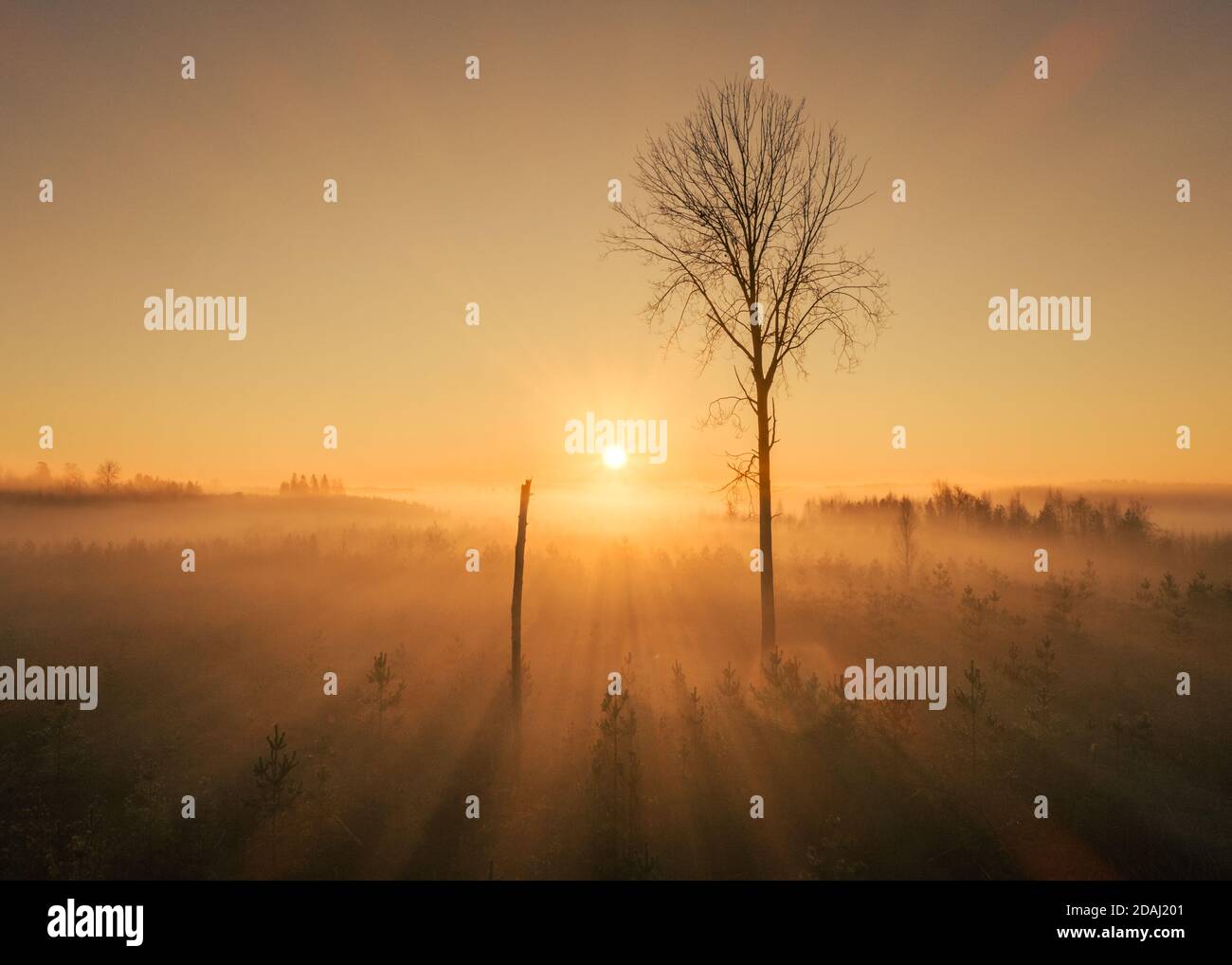 Bäume und Nebel gegen goldenen Sonnenaufgang mit Lichtstrahlen Stockfoto