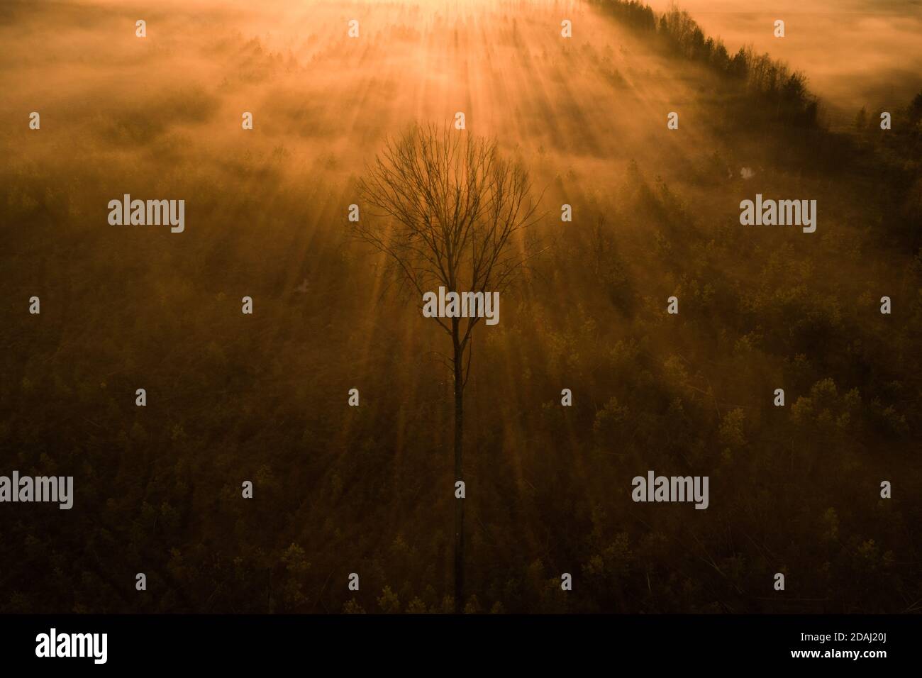 Silhouette eines einsamen Baumes gegen goldenen Nebel und Sonnenstrahlen Stockfoto