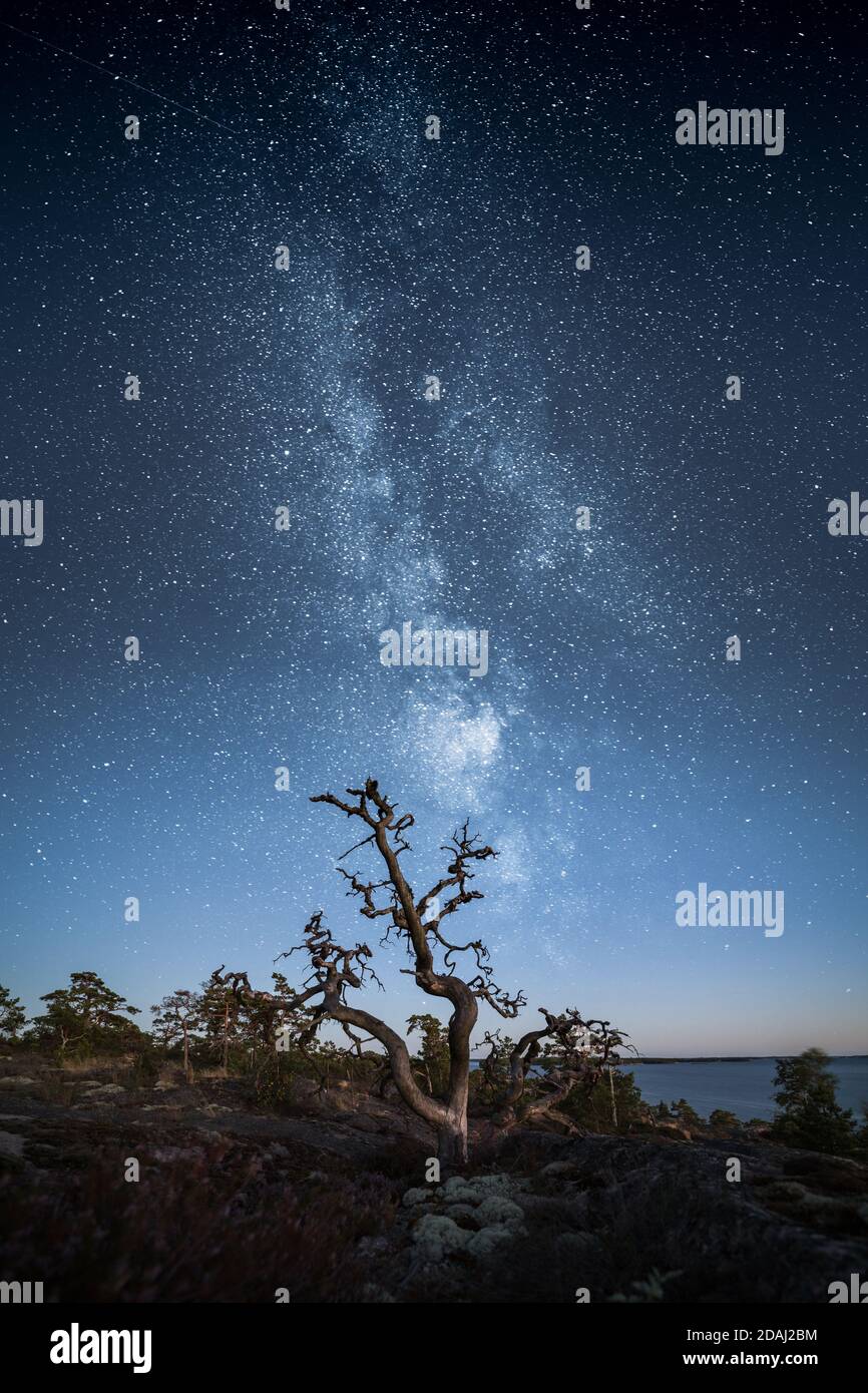 Silhouette eines toten Baumes gegen epischen Sternenhimmel Stockfoto