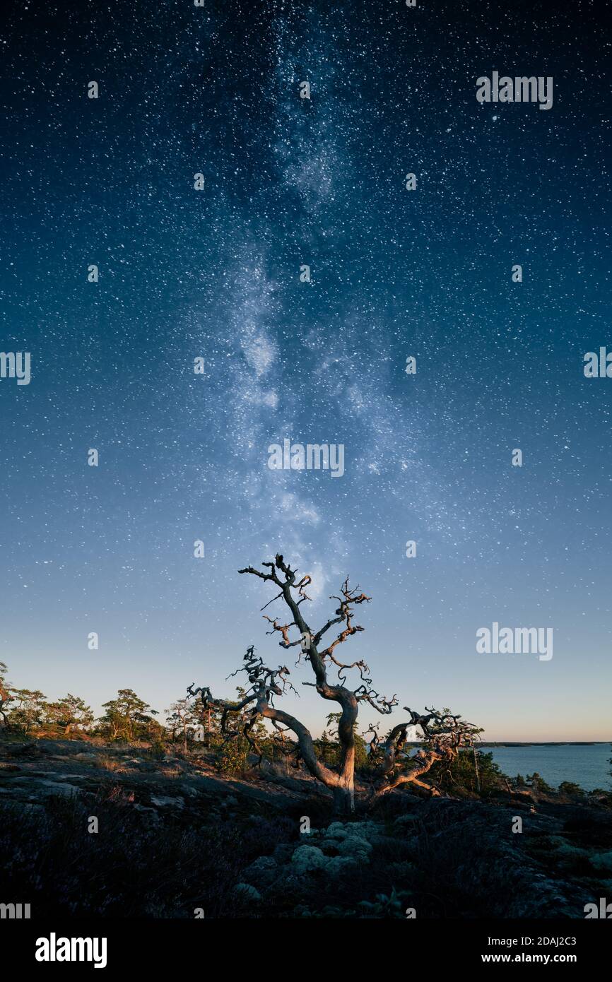 Silhouette eines toten Baumes gegen epischen Sternenhimmel Stockfoto