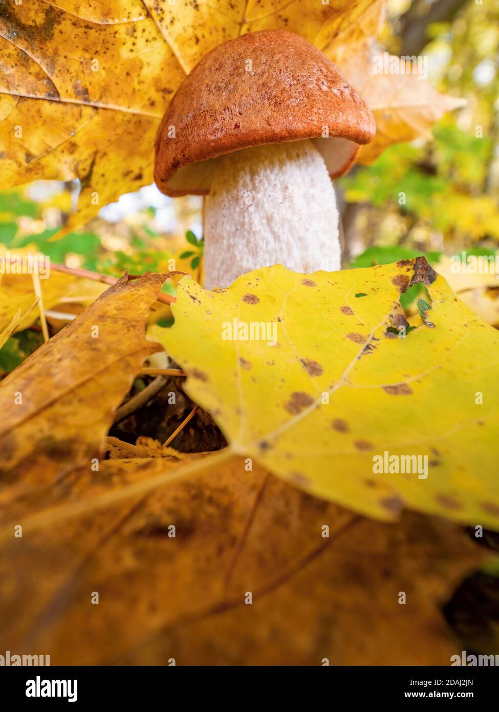 Essbarer Pilz Leccinum aurantiacum mit orangen Kappen boletus. Schöne Überraschung in Espe und Ahorngelb Blätter Stockfoto