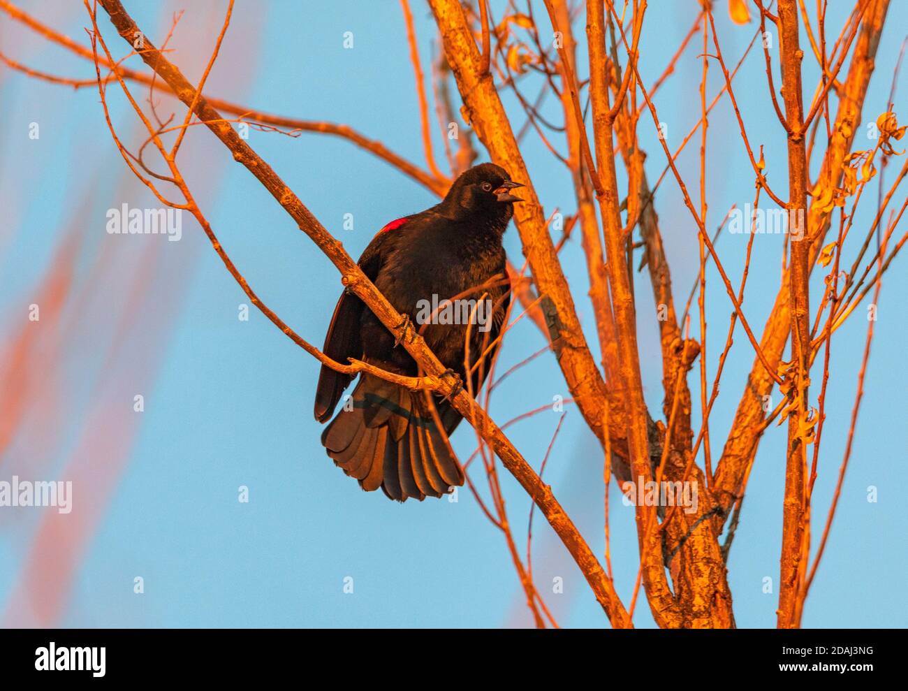 Ein Rotflügelvogel (Agelaius phoeniceus) singt sein Lied im warmen Licht der untergehenden Sonne im Farmington Bay Waterfowl Management Area, Utah. Stockfoto