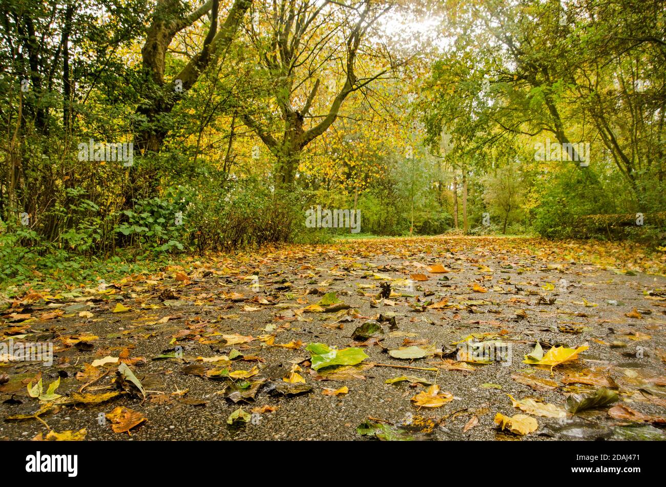 Gefallene Blätter auf nasser Asphaltstraße an einem regnerischen Herbsttag im Balijbos-Wald bei Zoetermeer, Niederlande Stockfoto