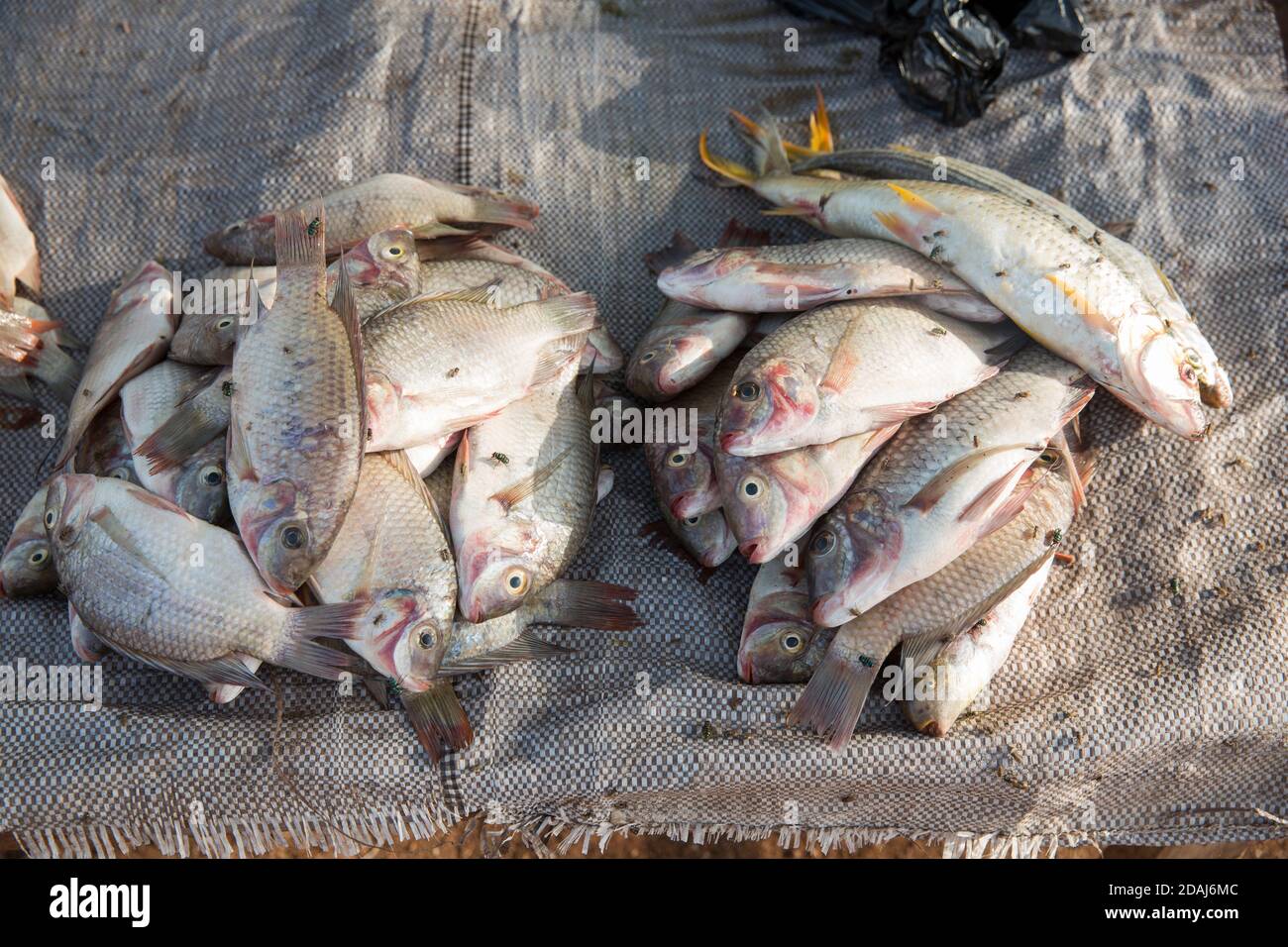Selingue, Mali, 25th. April 2015; Aisseta Traore, 35, Ist seit 10 Jahren ein Fischverkäufer. Sie kauft Fisch vom Fischmarkt und verkauft ihn weiter. Stockfoto