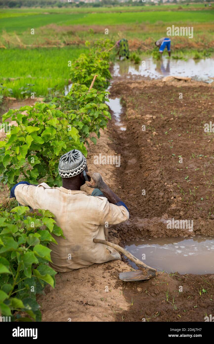 Selingue, Mali, 26th. April 2015; Diola Coulibaly, 79, Pensionierter Armeemann, der auf seinem Grundstück von 0,04 Hektar arbeitet. Das Land war ein Gartengrundstück, aber er hat es geändert, um Reis anzubauen. Er hat auch einen Hektar Reis in einem anderen Teil von Selingue. Sein Sohn, Moussa Coulibaly, 19, und seine Frau Mamou Coulibaly, 18, arbeiten mit ihm zusammen. Diola hat eine Armeepension und seine Söhne erledigen die meiste Arbeit. Die Familie teilt alle Produkte der Landwirtschaft zwischen ihnen. Moussa arbeitet Vollzeit auf dem Land. Diola hat zwei Frauen und 8 Kinder. Stockfoto