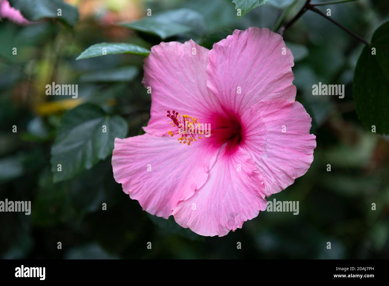 Rosa Hibiskus Blume, Hibiscus rosa-sinensis, Chinesische Hibiskus, China Rose, Hawaiian Hibiscus, rose Mallow, shoeblackplant Stockfoto