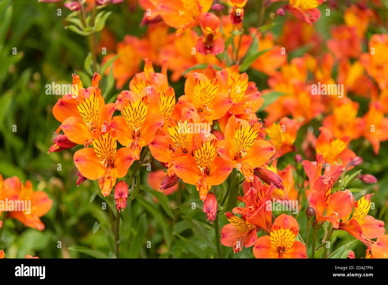 Orange Lilie der Inkas, Peruanische Lilie, Alstroemeria, Alstroemeria aurea Stockfoto