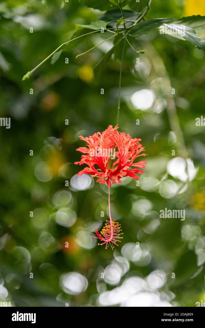 Hibiscus Schizopetalus, japanische Laterne, gesäumt Rosmarin, Korallen Hibiskus, Spinnen Hibiskus Stockfoto