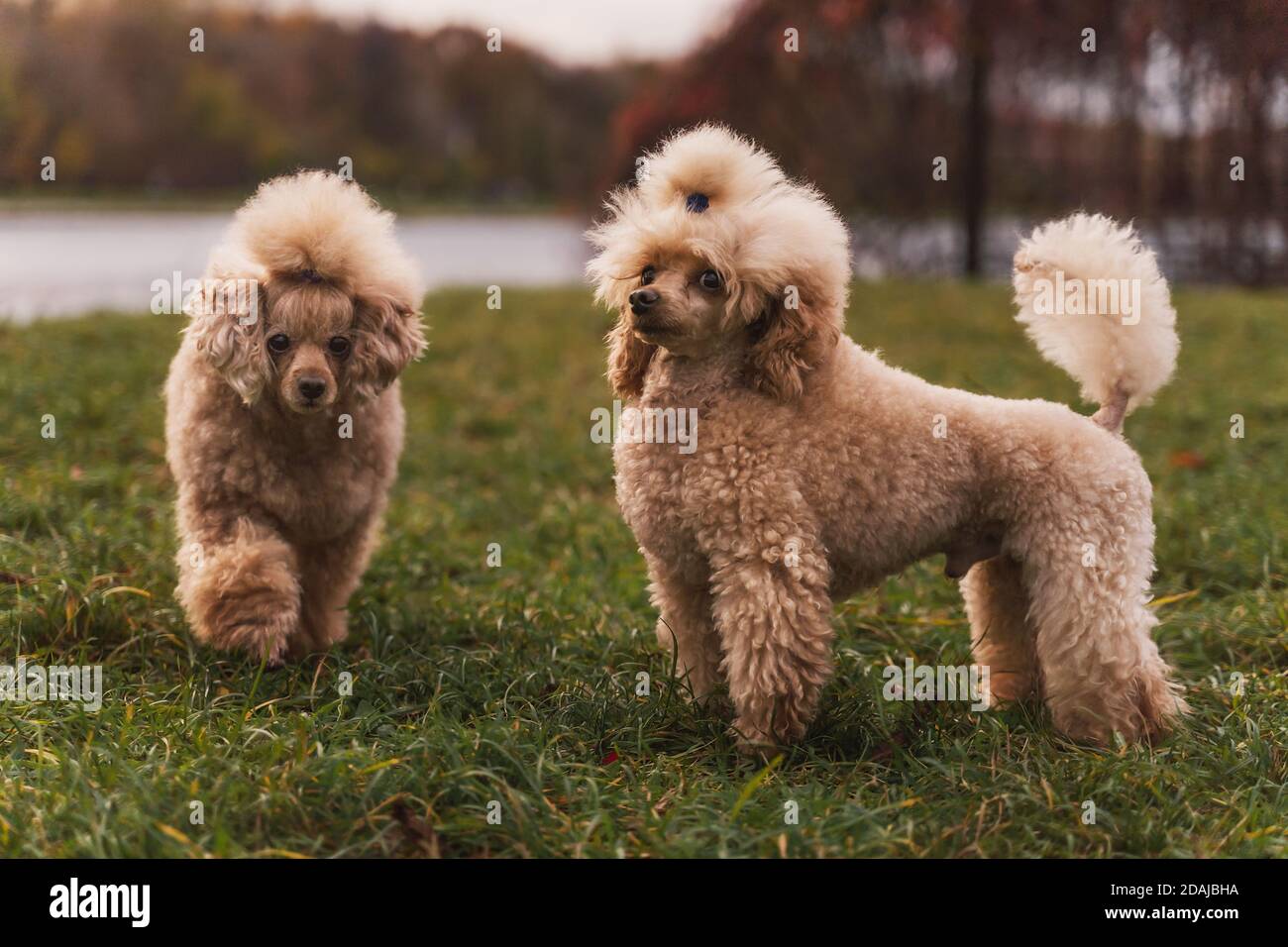 Zwei niedliche kleine goldene Pudel stehen auf grünem Rasen im Park. Glücklicher Hund. Stockfoto