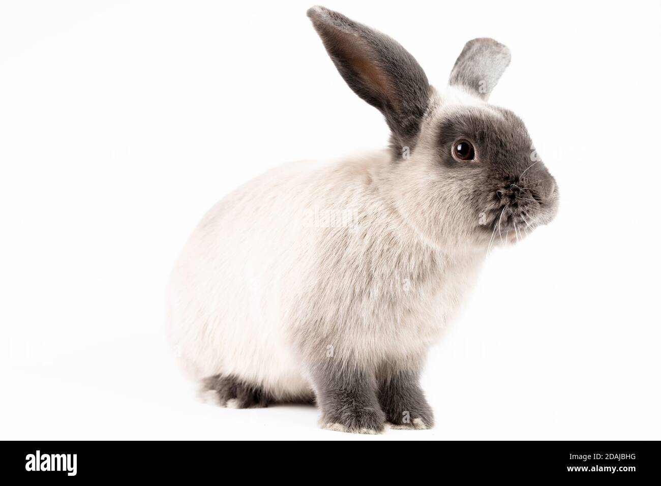 Lop Kaninchen auf isolierten Hintergrund Stockfoto