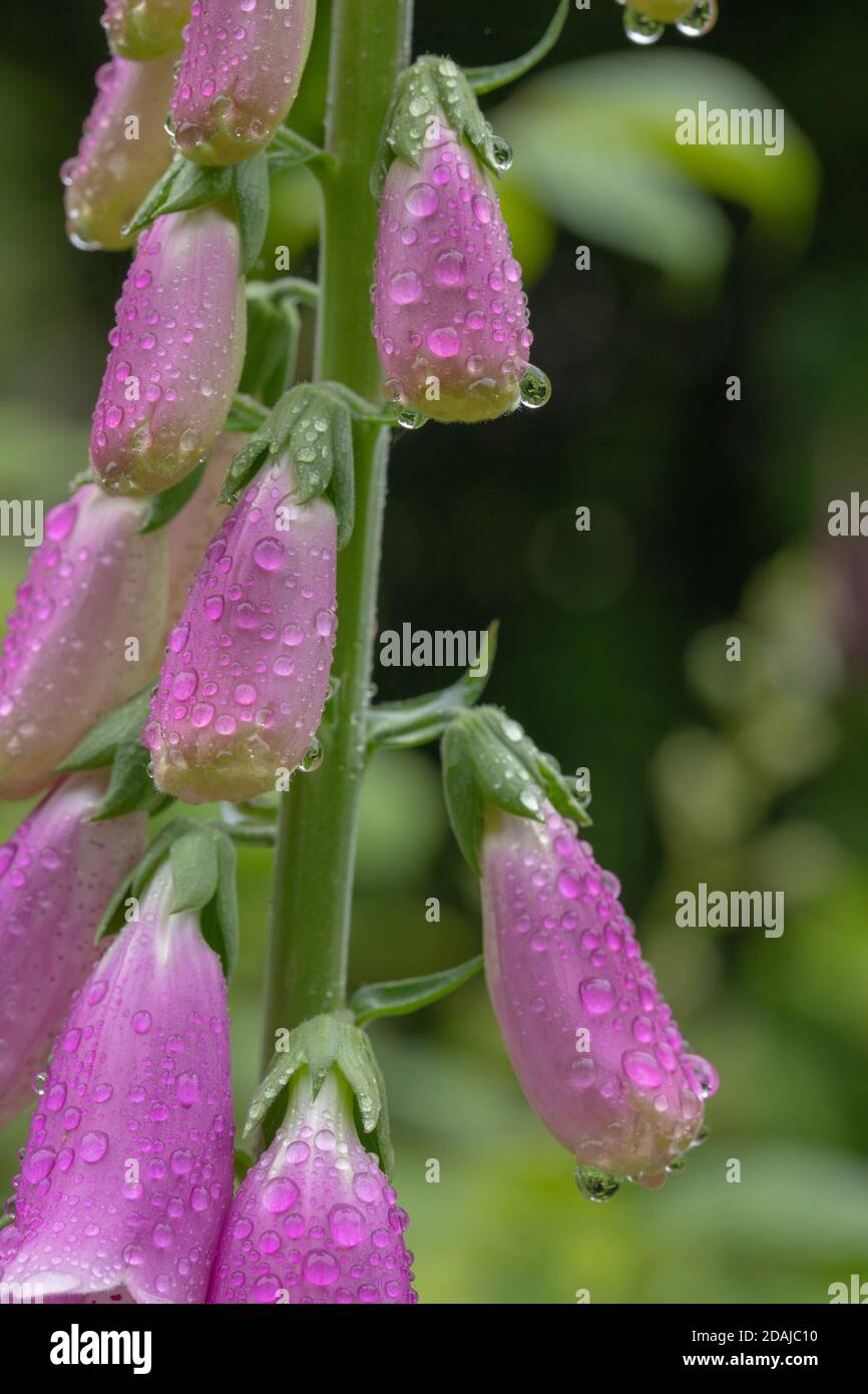Fingerhut (Digitalis purpurea). Einzelner, unverzweigter Stamm, von bis zu dreißig Blüten pro Stamm. Hier nach einem Regenschauer, mit Wassertropfen Stockfoto