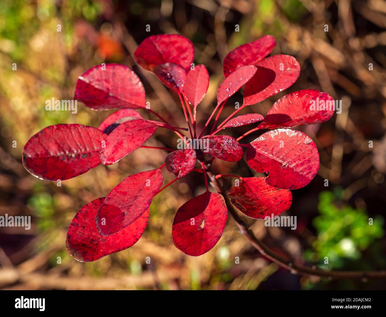 Schöne Herbstblätter auf einem europäischen Rauchbaum, Cotinus coggygria Stockfoto