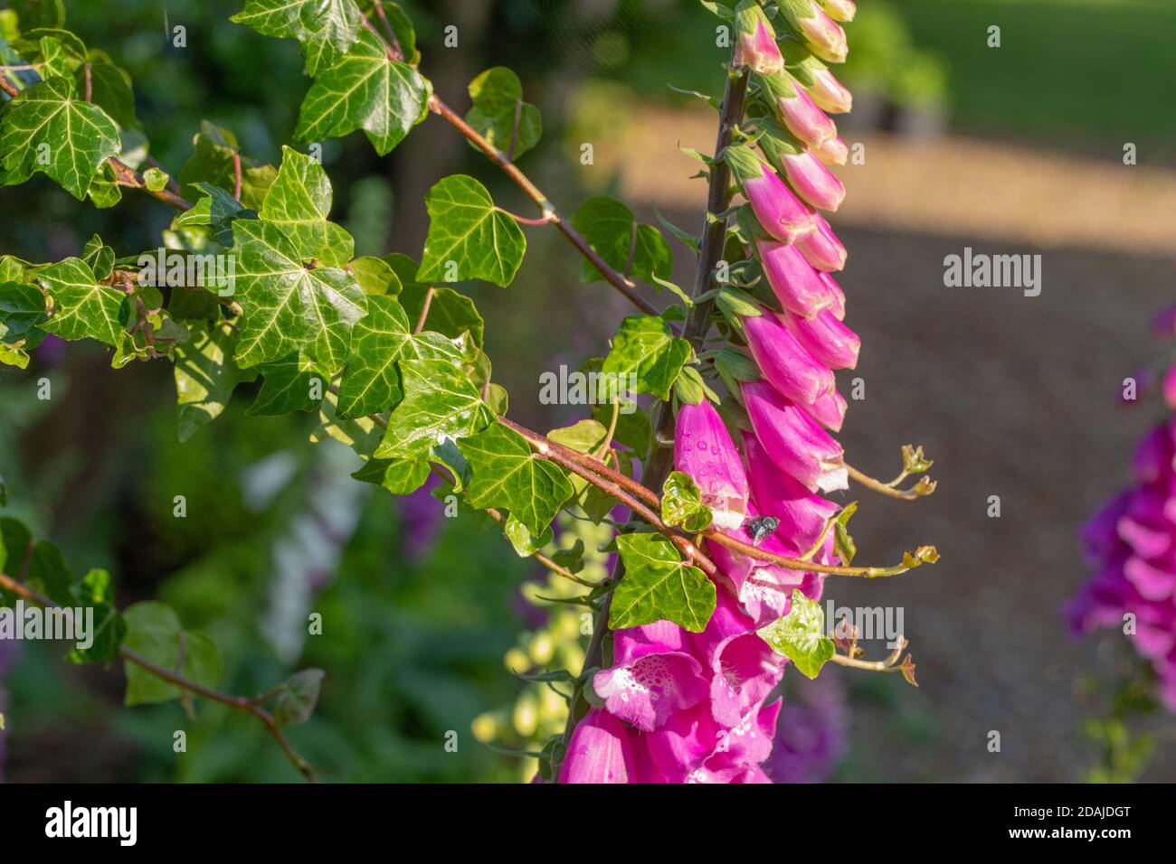 Ivy (Hedera Helix), Endspitzen, die nach einem Blütenkopfstiel von Foxglove (Digitalis purpurea) greifen, zur Unterstützung. Nahaufnahme Stockfoto