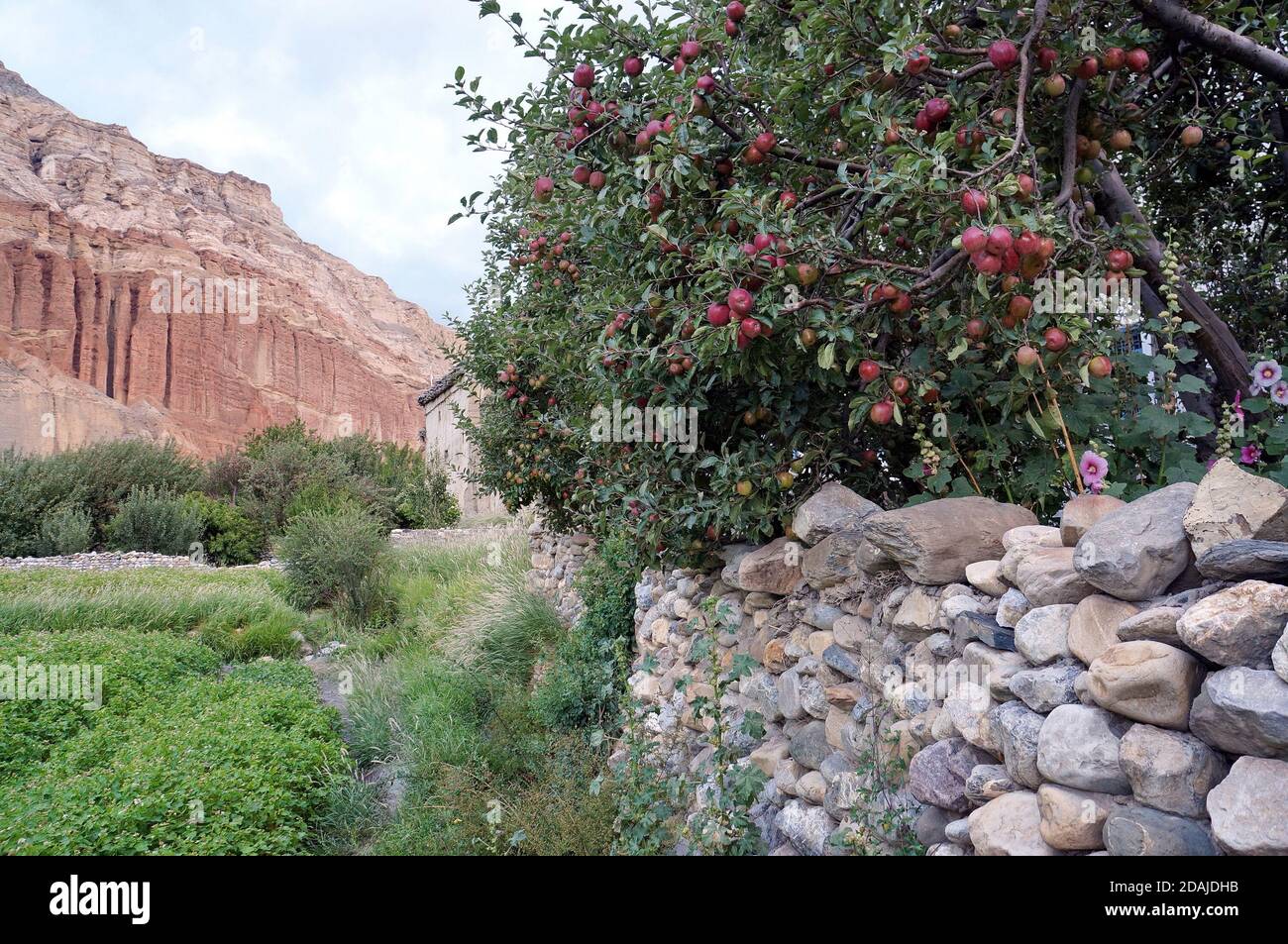 Apfelbaum mit reifenden Früchten einer Steinmauer vor einem Hintergrund des roten Felsens von Chusang. Nepal, Upper Mustang. Stockfoto