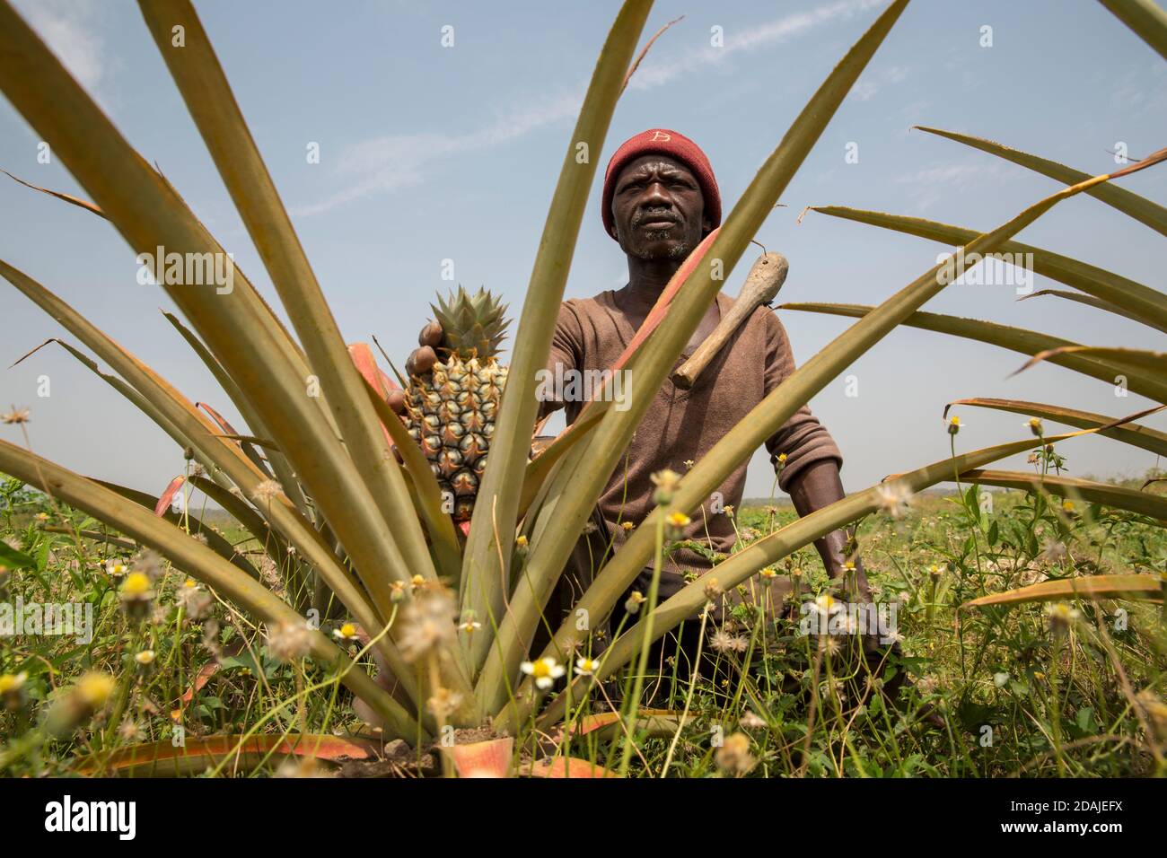 Selingue, Mali, 26th. April 2015; Kenekoubo Dolo, 50, Hat Ananas für die  letzten 5 Jahre gewachsen. Es ist ein gutes Geschäft – er baut derzeit 50  Früchte pro Saison an, mit zwei