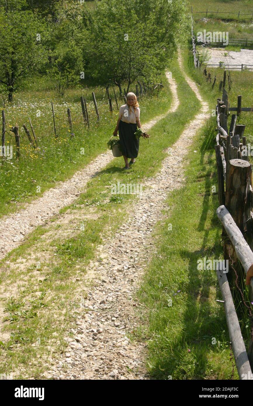 Brasov County, Rumänien. Ältere Frau, die den Dorfweg mit einem vollen Eimer hochkommt. Stockfoto