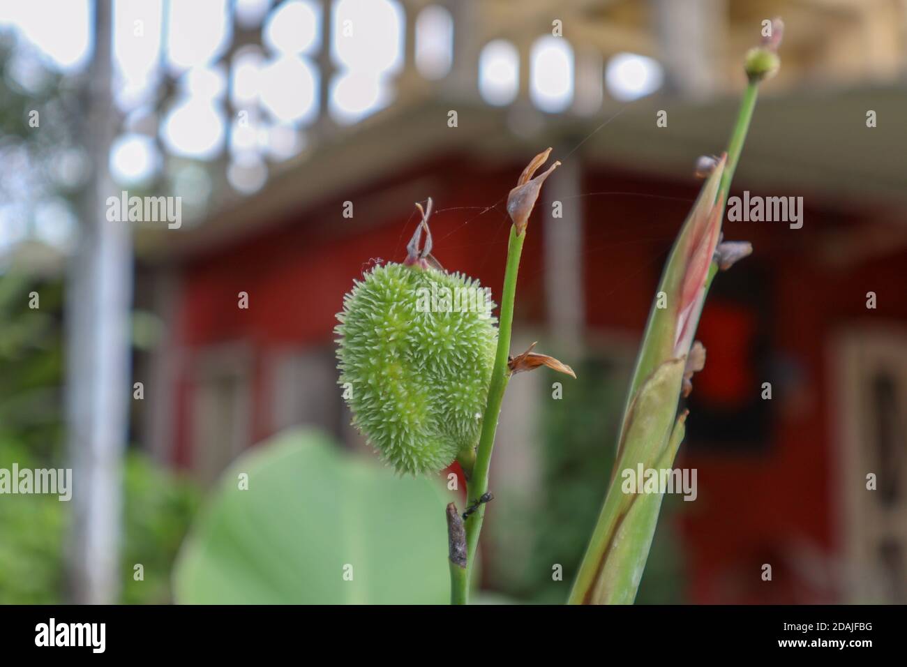 Nahaufnahme der grünen Kannenlilie Blüte Knospe. Canna tuerckheimii Blüte erste Entwicklungsstufe mit runden Stachelkern Samenmantel. Selektiver Fokus. Stockfoto