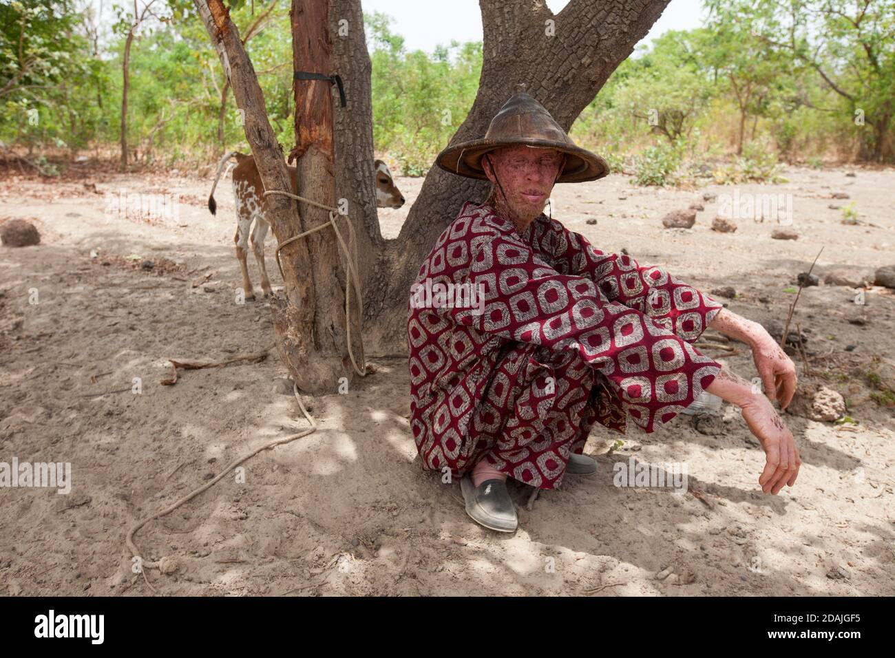 Delaba Koro, Dorf 60 km von Selingue, Mali, 27. April 2015; Ibrahim Boly, 46, Fulani Hirte aus Bougouni, kam wegen guter Weide hierher. Er baut auch Baumwolle und Mais an. Er hat die meisten seiner Tiere an die Grenze geschickt, weil es jetzt an sauberem Wasser mangelt und Insekten das Futter infizieren. Sie werden in 4 Monaten wiederkommen. Er hat das kleine Kalb bei sich behalten, weil es erst einen Monat alt und zu jung ist, um die Reise zu machen. Stockfoto