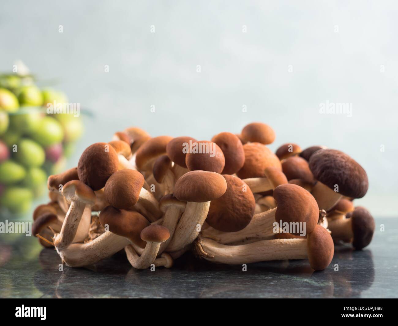 Pappelpilze Pholiota aegerita oder pioppini Stockfoto