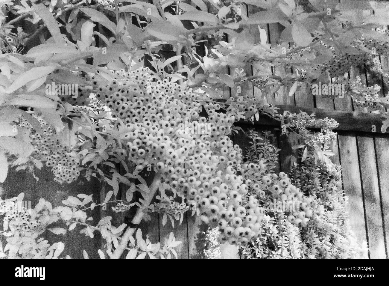 Infrarotaufnahme eines Pyramicantha Saphyr Rouge 'Cadrou' oder Firethorn. Stockfoto